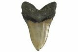 Serrated, Fossil Megalodon Tooth - North Carolina #338598-2